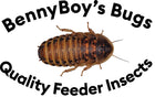 BennyBoys Bugs