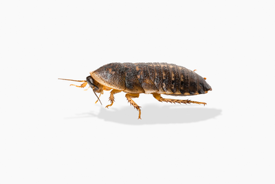 200 Medium Dubia Roaches Size (3/8"-3/4")